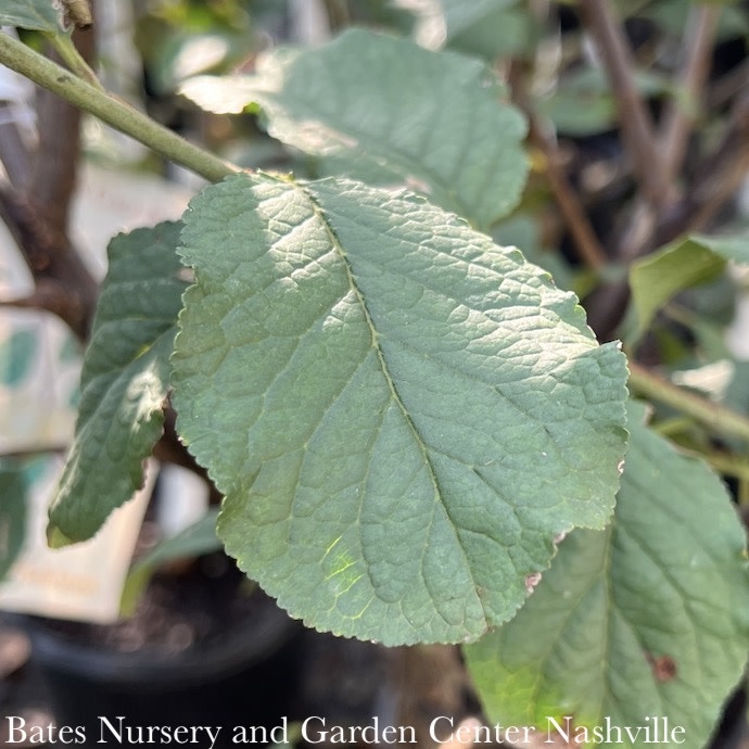 Edible #7 Prunus Green Gage/ Semi-dwarf European Plum