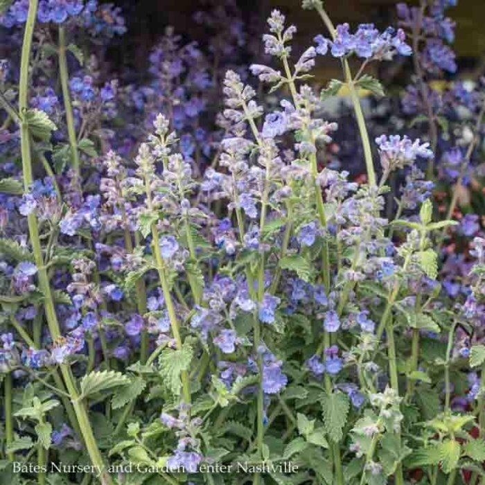 #1 Nepeta x Walker's LOW/ Compact Catmint