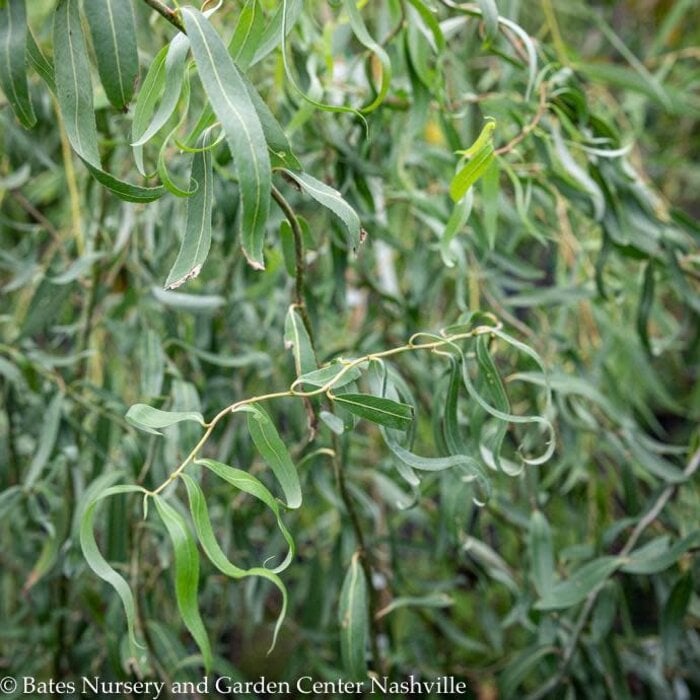 #5 Salix matsudana Tortuosa/ Corkscrew Willow