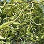 #5 Salix matsudana Tortuosa/ Corkscrew Willow
