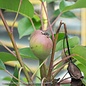 Edible #5 Pyrus com Kieffer/ Semi-dwarf Pear