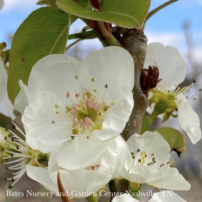 Edible #5 Pyrus com Kieffer/ Semi-dwarf Pear