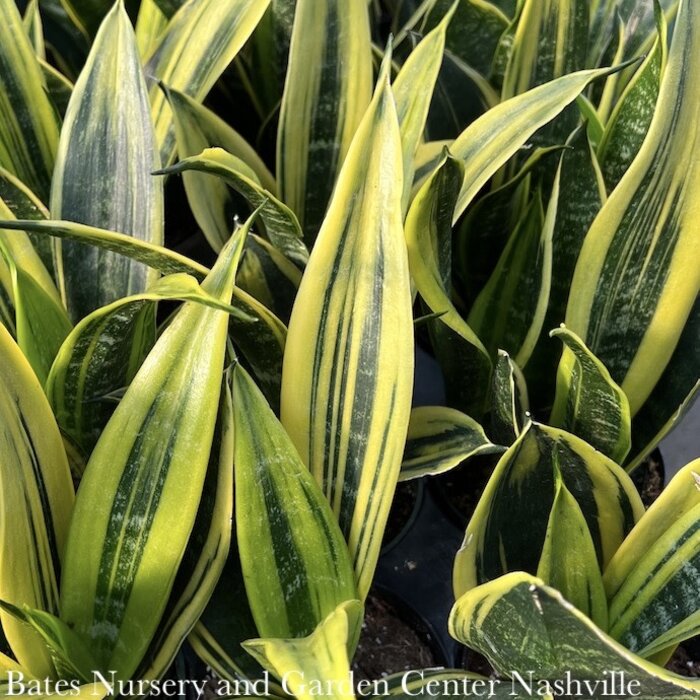 Daylily Nursery Snake Plant, Mother In Laws Tongue Plants in a 4