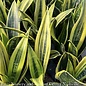 4p! Sansevieria Golden Flame /Snake Plant /Mother-in-Law Tongue /Tropical