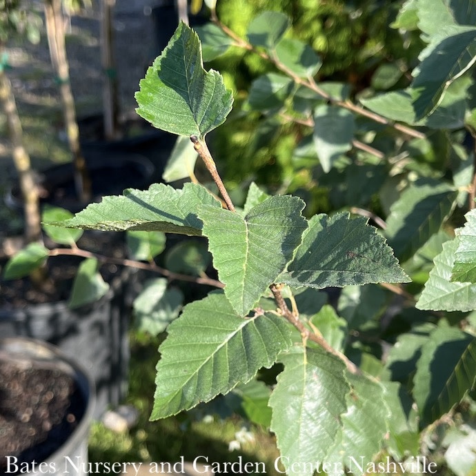 #15 Betula nigra City Slickers/ River Birch CLUMP Native (TN)
