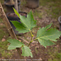 #15 Platanus x acerifolia Rockford Road/ London Planetree