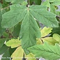 #5 Acer griseum/ Paperbark Maple