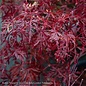 #5 STK Acer pal var diss Red Dragon/ Dwarf Red Weeping Japanese Maple