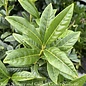 #2 Prunus lauro Chestnut Hill/ Cherry Laurel