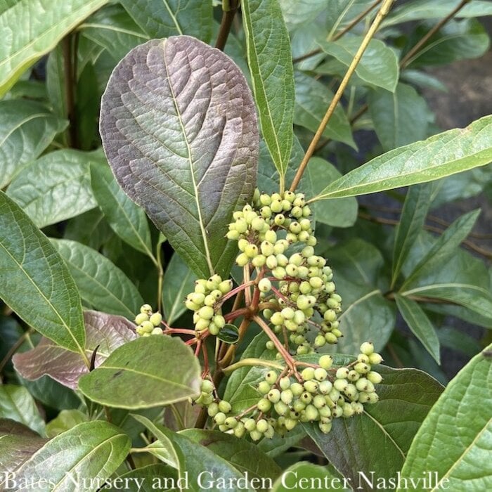 #3 Viburnum nudum PW Brandywine/ Native (TN)
