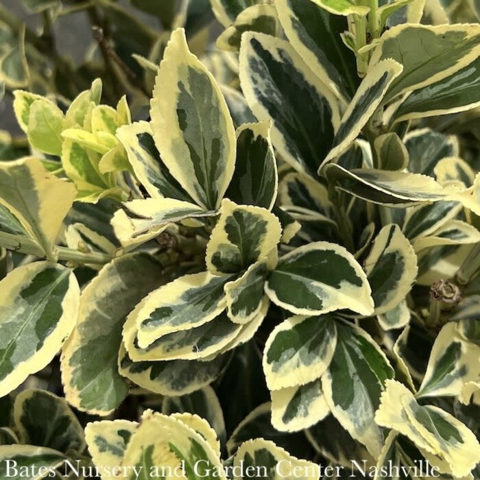 #2 Euonymus japonica Chollipo/ Variegated