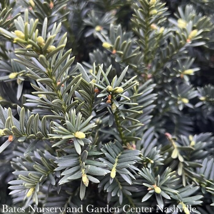 #5 Taxus x media Wardii/ Compact Yew