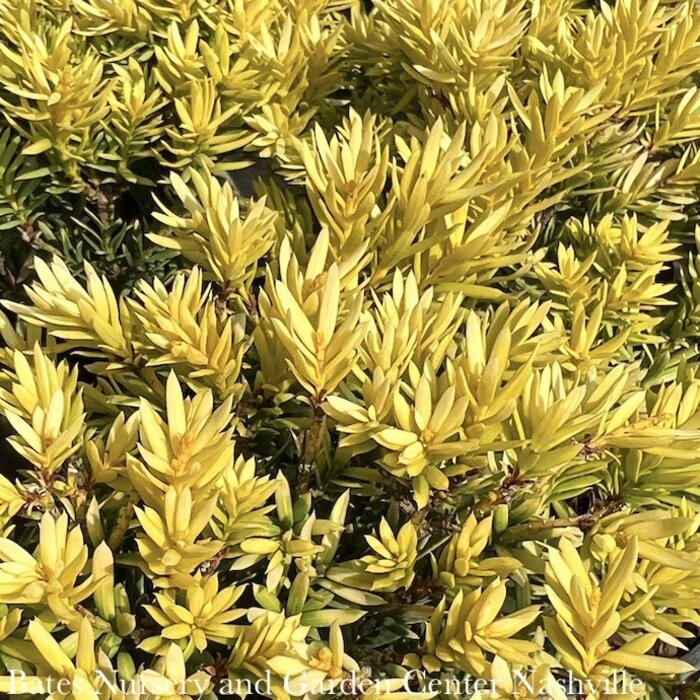 LPP Taxus cuspidata Nana Aurescens/ Golden Dwarf Japanese Yew