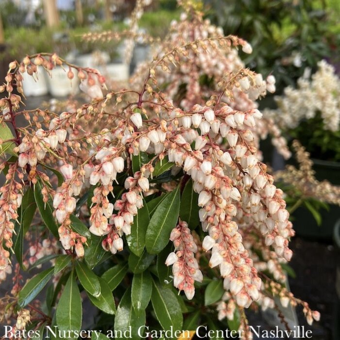 #2 Pieris japonica Enchanted Forest 'Sunsprite'/ White