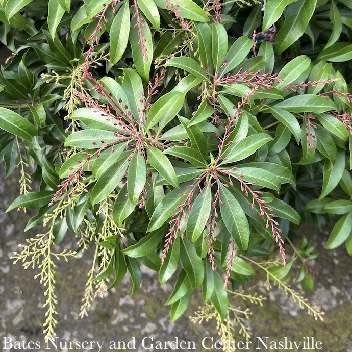 #3 Pieris japonica Katsura/ Pink