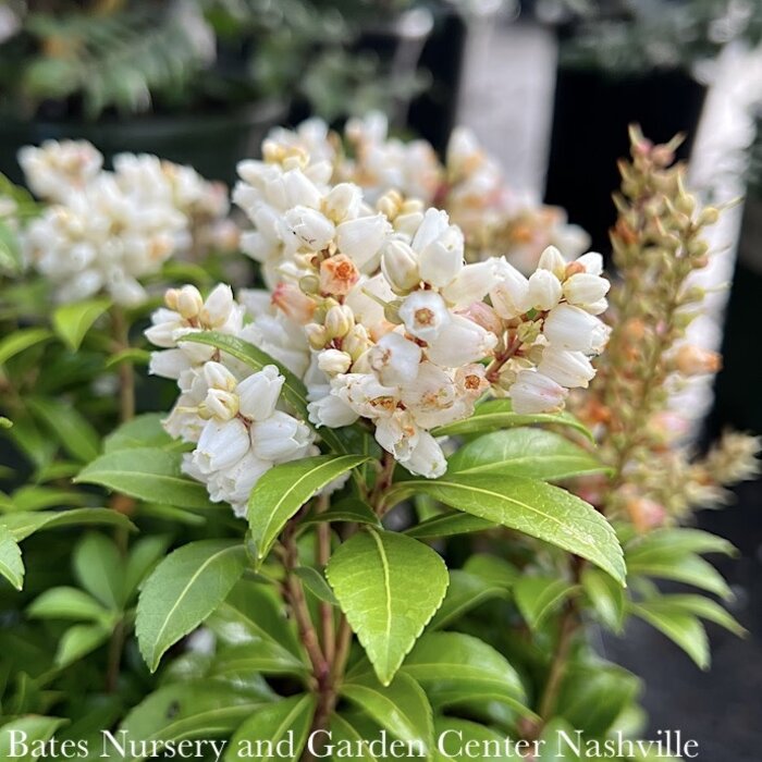 #2 Pieris japonica Tiki/ White