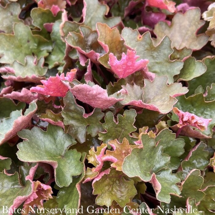  Specialist Growers of Heucheras, Heucherella, Tiarella,  Hardy Perennials and many new and unusual plants