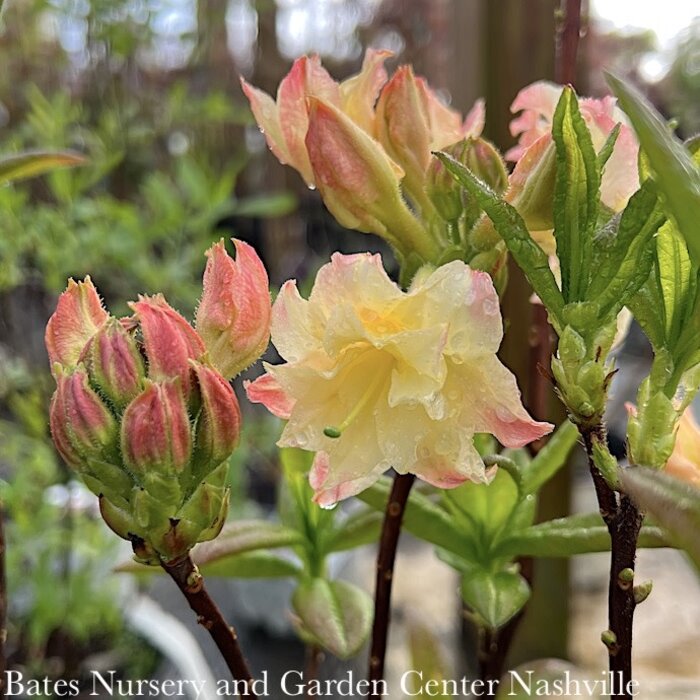 #2 Azalea x Cannon's Double (Exbury hybrid)/ Deciduous Peach