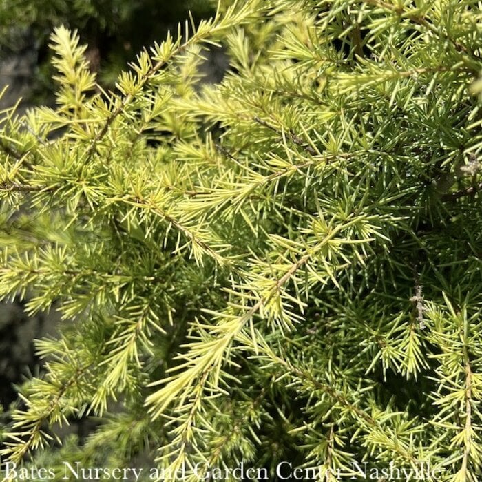 Topiary #5 PT Cedrus deo Feelin' Sunny/ Deodar Cedar Patio Tree