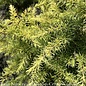 Topiary #5 PT Cedrus deo Feelin Sunny/ Deodar Cedar Patio Tree