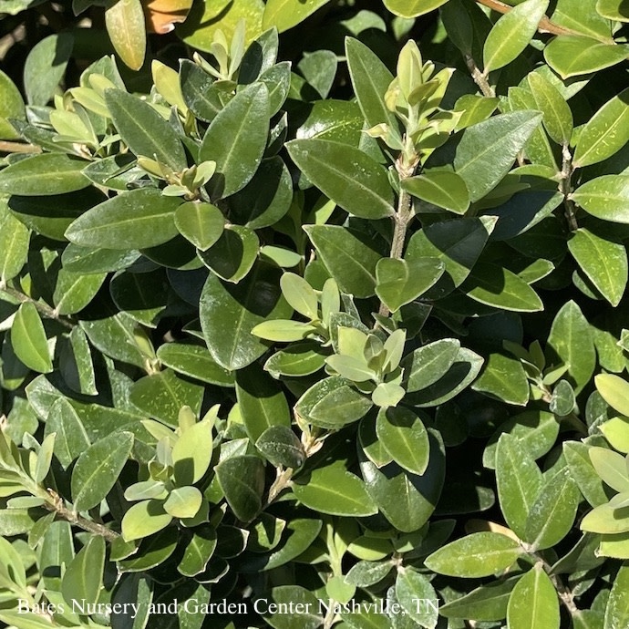 B10Buxus / Boxwood 7 Buxus semp Highlander/Upright Boxwood Bates