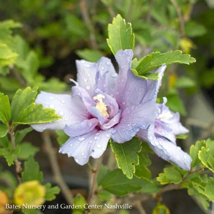 #3 Hibiscus syr PW Blue Chiffon/ Rose Of Sharon/ Althea