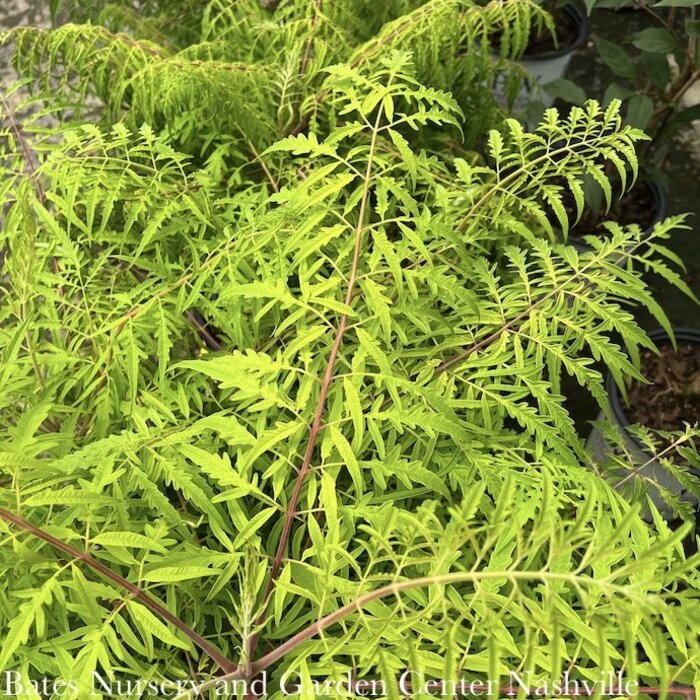 #3 Rhus typhina Tiger Eyes/ Cutleaf Staghorn Sumac Native (TN)