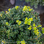 #1 Buxus micro Little Missy/ Dwarf Boxwood