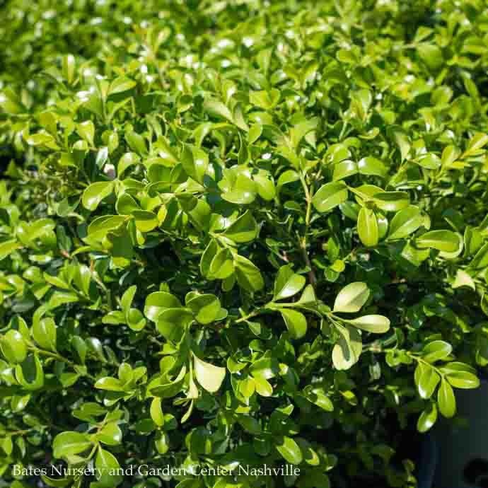 #7 Buxus NewGen Independence/ Boxwood