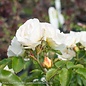#3 Rosa Popcorn Drift/ Groundcover Rose - No Warranty