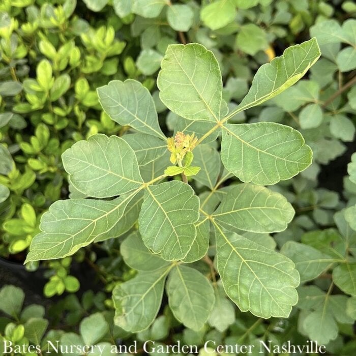 #3 Rhus aro Gro-Low/ Fragrant Sumac Native (TN)