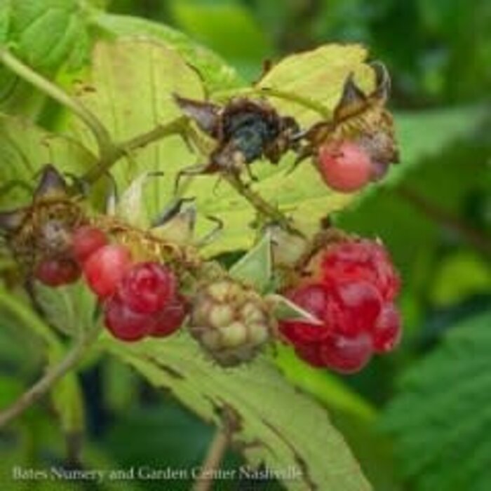 Edible #1 STK Rubus idaeus var strig Heritage/ Red Raspberry