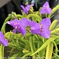 #1 Tradescantia x Sunshine Charm/ Spiderwort