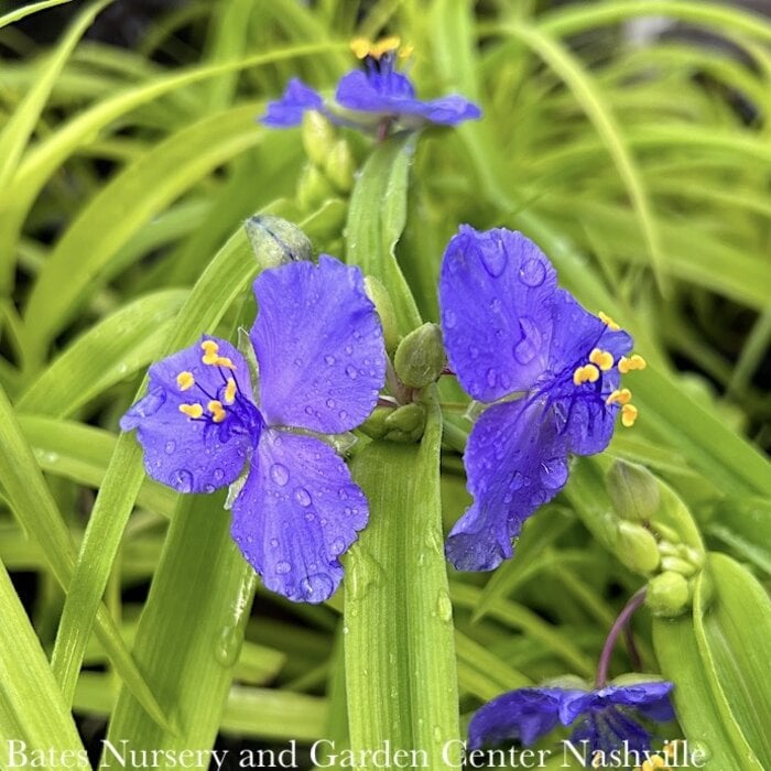 QP Tradescantia x Sweet Kate/ Purple-Blue Spiderwort