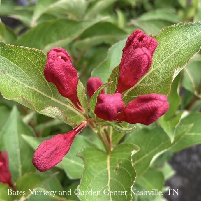 #2 Weigela Maroon Swoon/ Repeat Red