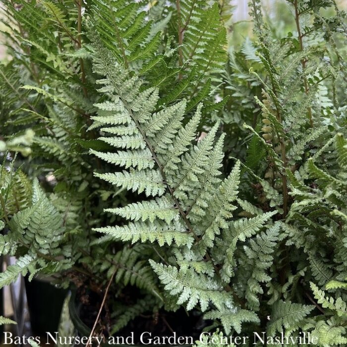 #1 Athyrium niponicum Ghost/ Japanese Painted Fern