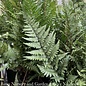 #1 Athyrium niponicum Ghost/ Japanese Painted Fern