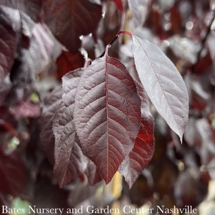 #15 Prunus cerasifera Thundercloud/ Purple Leaf Plum