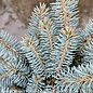 #10 24" Picea pun Globosa/ Dwarf Globe Blue Spruce