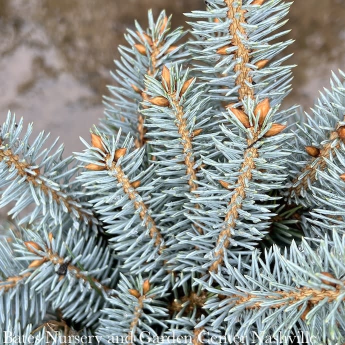 #10 24" Picea pungens Globosa/ Dwarf Globe Blue Spruce