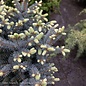 #10 24" Picea pun Globosa/ Dwarf Globe Blue Spruce