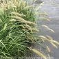 #3 Grass Pennisetum alop Cassian/ Fountain Dwarf