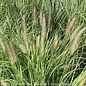 #1 Grass Pennisetum alop Hameln/ Dwarf Fountain