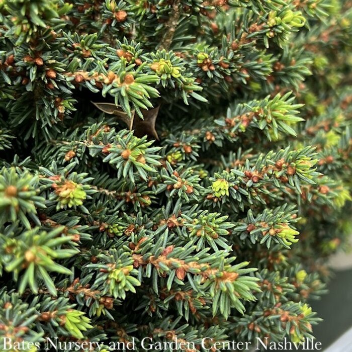 #2 Picea ab Little Gem/ Dwarf Norway Spruce