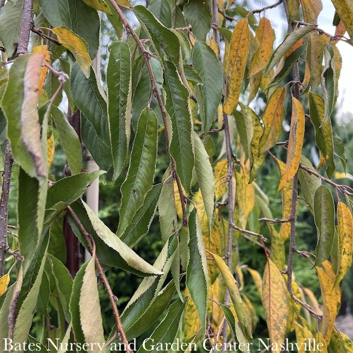 #10 Prunus ser White Surprise/ Weeping Flowering Cherry (Serrula Bark)