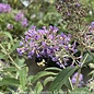 #2s Buddleia PW Lo & Behold 'Purple Haze'/ Dwarf Butterfly Bush