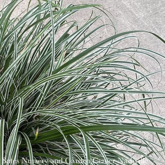 #1 Grass Carex osh SL EverColor 'Everest'/ Variegated Sedge