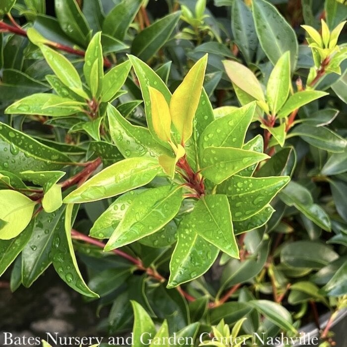 #3 Kalmia latifolia Raspberry Glow/ Mountain Laurel Native (TN) - No Warranty