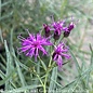 #1 Vernonia lettermanii x arkansas Summer Surrender/ Ironweed Native (R)