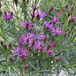 #1 Vernonia lettermanii AB Iron Butterfly/ Ironweed Native (R)